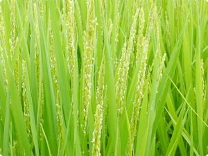 安心で美味しいお米のお取り寄せ！愛知のブランド米を農家直送でお届けします